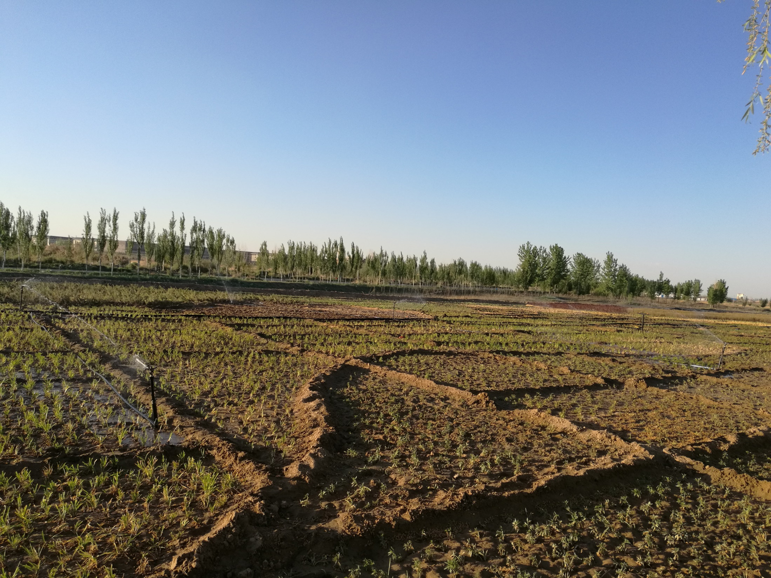 內蒙古巴彥淖爾黃公路兩側綠化工程