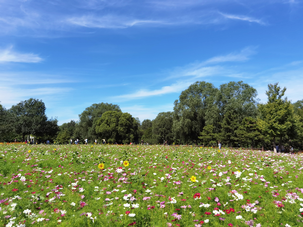 北京奧林匹克森林公園綠化養護項目